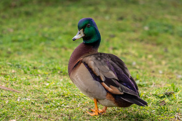 Naklejka na ściany i meble Duck on green grass outside park