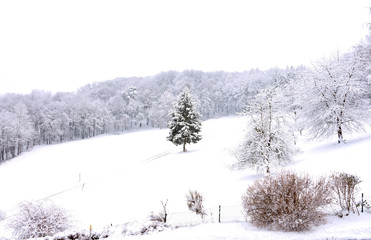 winter season with snow and Christmas tree