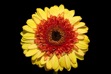 Daisy close-up isolated on black background