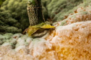 Moldy orange macro close-up