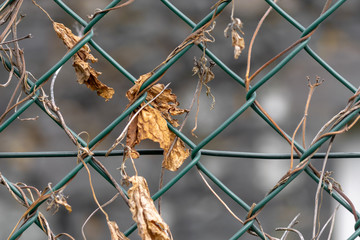 Dry leaves on green fence