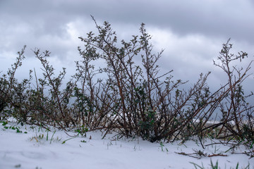 snow between small dead trees