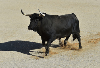 toro en españa