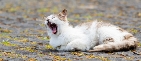 Cat lying down yawning