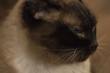 portrait of cat