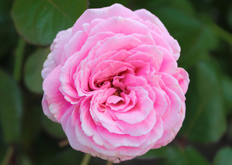 Obraz premium pink rose in the garden