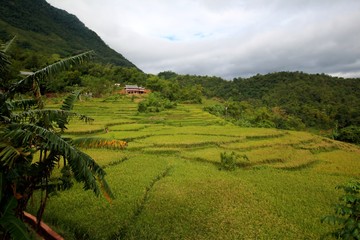 vietnamese ricefield with house