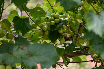 Fototapeta premium GEORGIA VINEYARD