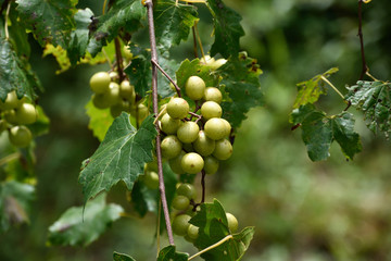 Fototapeta premium GEORGIA VINEYARD