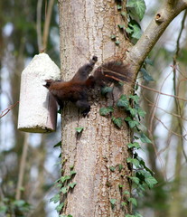 Eichhörnchen im Wald