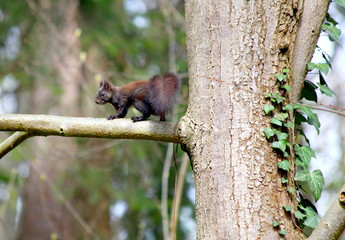 Eichhörnchen im Wald