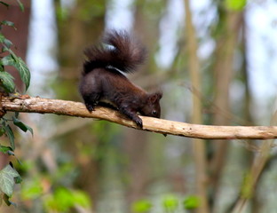 Eichhörnchen im Wald