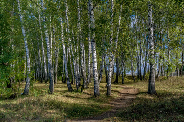 Obraz premium Birchwood lśniło od słońca.