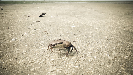 Small crabs cubs sticking out in the sand