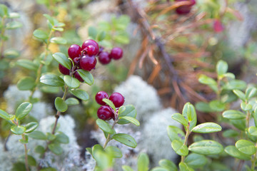 Lingonberries in the forest
