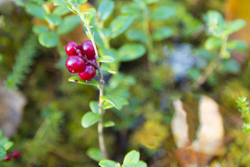 Lingonberries in the forest