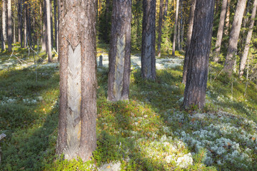 he extraction of resin in a pine forest