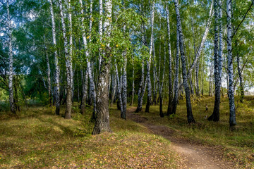 Fototapeta premium Birchwood shined with the sun.