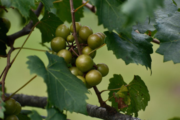 GEORGIA VINEYARD