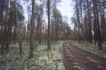 Obraz premium Landscape with pines and white moss