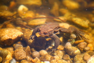 Frosch im Teich