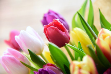 Fresh and colorful of tulips with water drop.