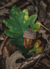 Acorn, Colored leaf and Autumn feel in the Forest