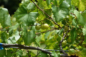 Fototapeta premium GEORGIA VINEYARD