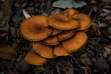 Fototapeta premium Mushrooms in nature