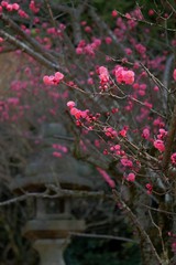 cherry blossom japan