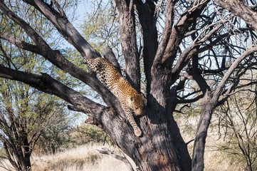 Leopard ,Panthera pardus / Single Leopard, Panthera pardus, is walking down a tree, Africa.