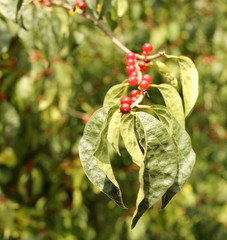 Korean honeysuckle in the park. Lonicera vesicaria. Red berries on the branch.
