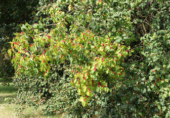 Korean honeysuckle with red berries in the park. Lonicera vesicaria. 