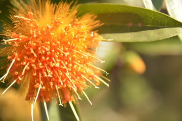 Flor quente