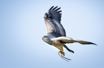 Fliegender Greifvogel