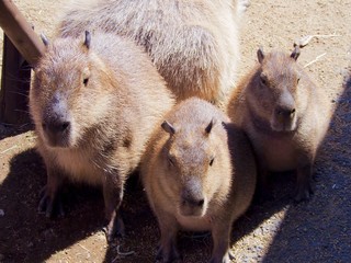 カピバラ