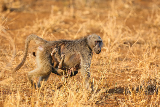 The chacma baboon (Papio ursinus), also known as the Cape baboon. Mother baboon with baby under her belly in yellow grass.