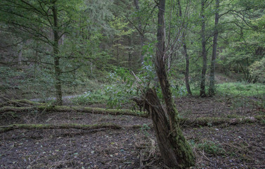 natur baum alt