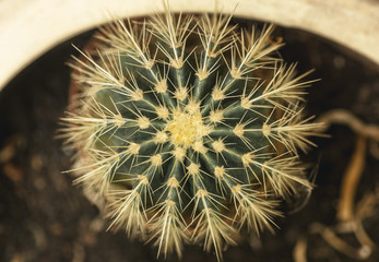 crown of echinocactus grusonii, a cactus also known as known as the golden barrel cactus