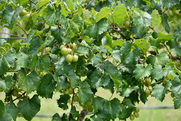 Fototapeta premium GEORGIA VINEYARD