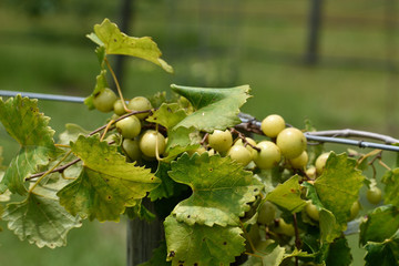 Obraz premium GEORGIA VINEYARD