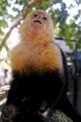 Affe Costa Rica Blick nach oben