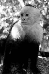 Affe Costa Rica BW Streng