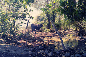 Kuh im Djungel in Nicaragua