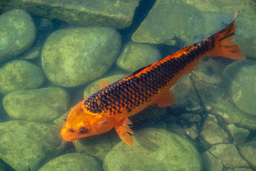 Japan Koifish Carp in Koi pond