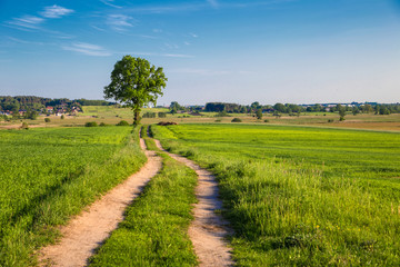 Fototapeta na wymiar rural landscape with a single tree and a road.