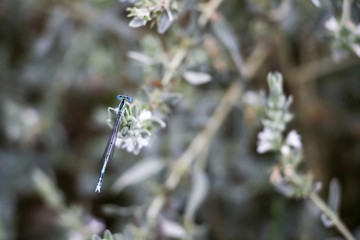 A white-legged damselfly on a natural blurred wild field herb background by the River Maritsa in...