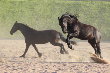 black thoroughbred Friesian horses play