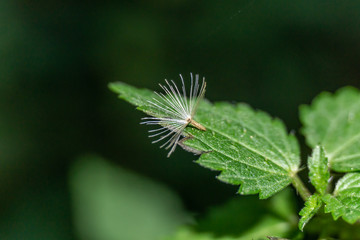 löwenzahn natur pflanze