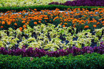 Nature flowerbed beautiful flower, garden grass